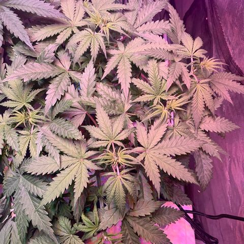 Strawberry Cough #3 growlog timeline photo