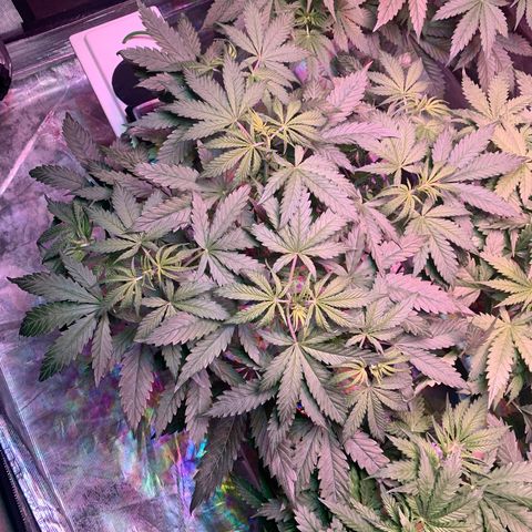 Strawberry Cough #2 growlog timeline photo