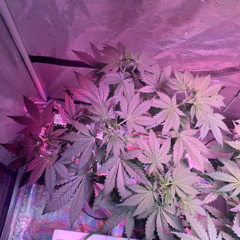 Strawberry Cough #1 growlog timeline photo