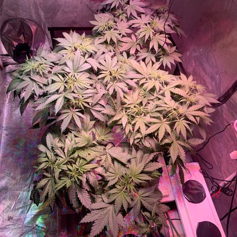 Strawberry cough #5 growlog timeline photo