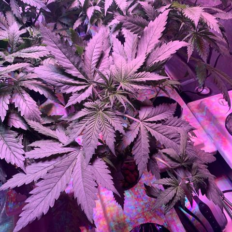 Strawberry cough #4 growlog timeline photo