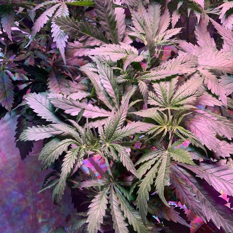Strawberry cough #5 growlog timeline photo