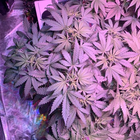 Strawberry Cough #2 growlog timeline photo