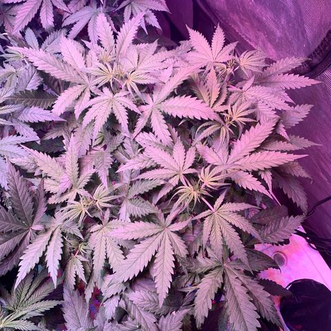 Strawberry Cough #3 growlog timeline photo