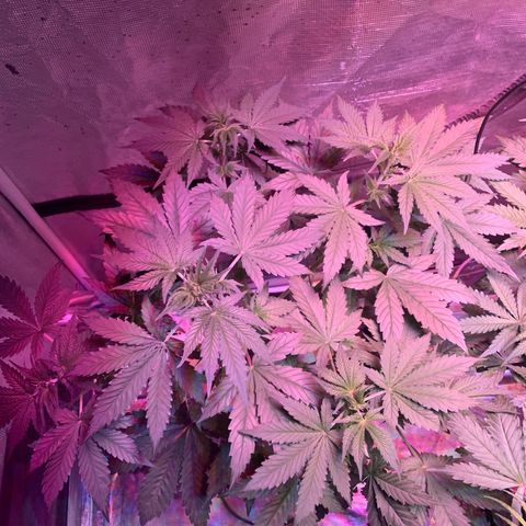 Strawberry Cough #1 growlog timeline photo