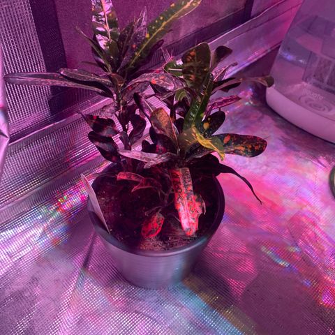 Strawberry cough #5 growlog timeline photo