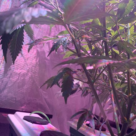 Strawberry Cough #2 growlog timeline photo