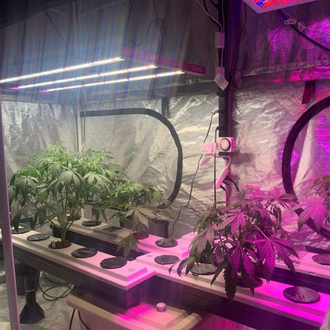 Strawberry cough #5 growlog timeline photo