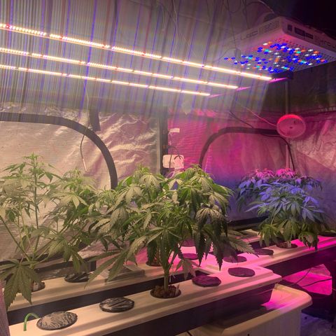 Strawberry cough #5 growlog timeline photo