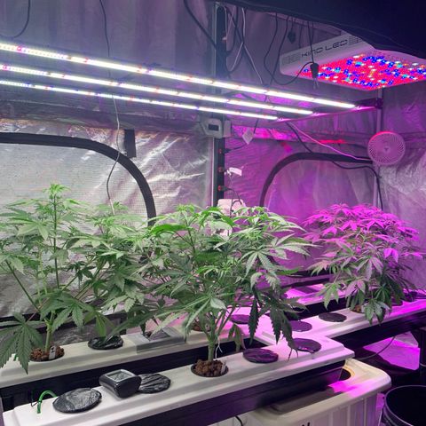 Strawberry cough #5 growlog timeline photo