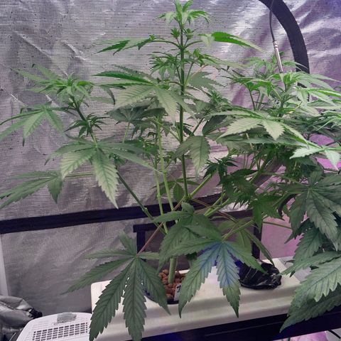 Strawberry Cough #1 growlog timeline photo