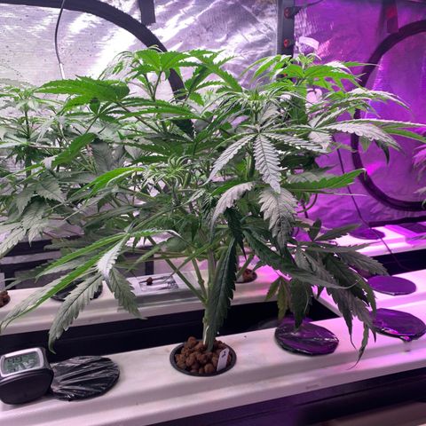 Strawberry Cough #2 growlog timeline photo