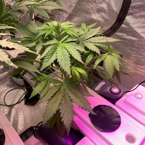 Strawberry cough #4 growlog timeline photo