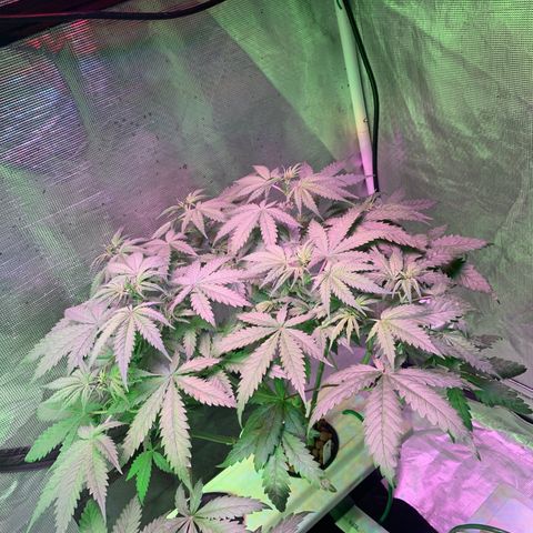 Strawberry Cough #3 growlog timeline photo