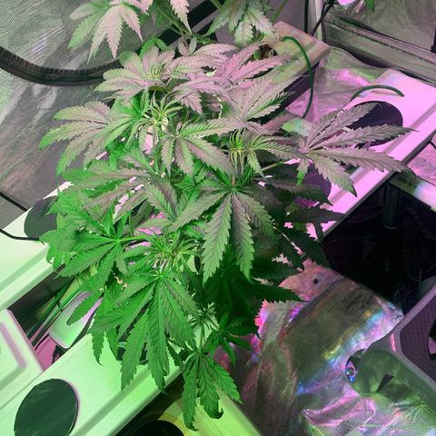 Strawberry cough #5 growlog timeline photo
