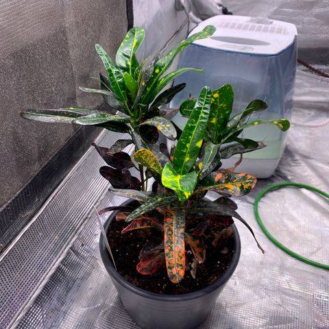 Strawberry cough #5 growlog timeline photo