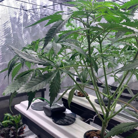 Strawberry Cough #2 growlog timeline photo