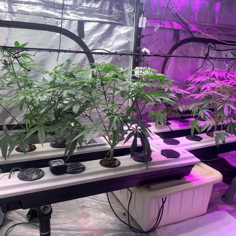 Strawberry cough #5 growlog timeline photo