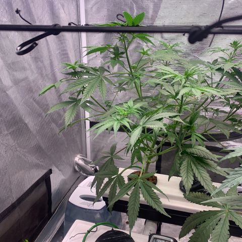Strawberry Cough #1 growlog timeline photo