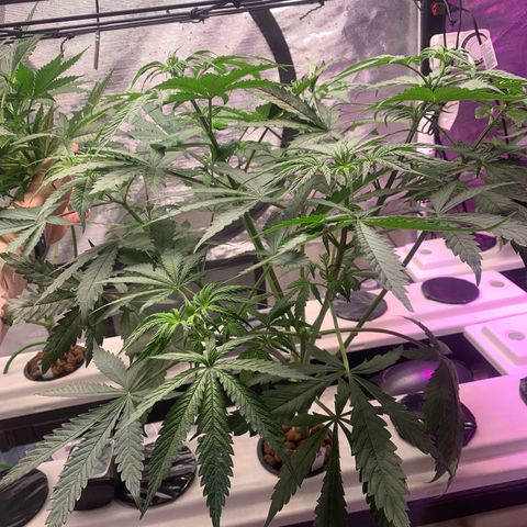 Strawberry Cough #2 growlog timeline photo