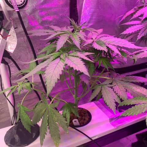 Strawberry cough #4 growlog timeline photo