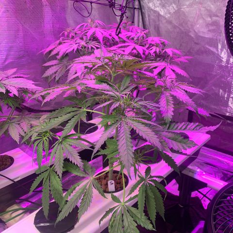 Strawberry cough #5 growlog timeline photo