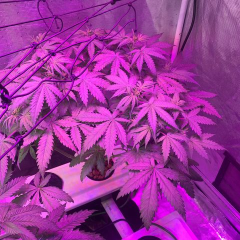 Strawberry Cough #3 growlog timeline photo