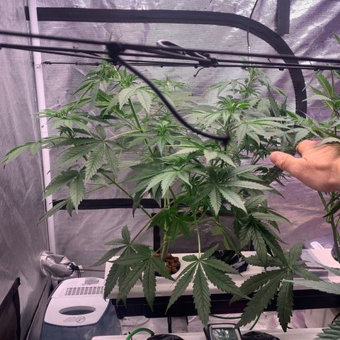 Strawberry Cough #1 growlog timeline photo