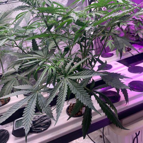 Strawberry Cough #2 growlog timeline photo