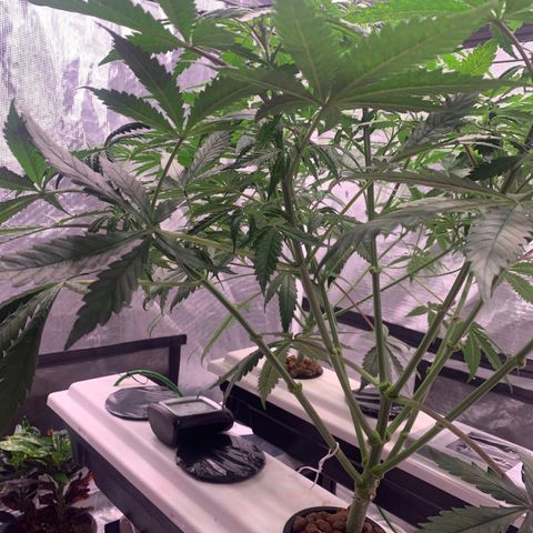 Strawberry Cough #2 growlog timeline photo