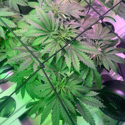 Strawberry cough #5 growlog timeline photo