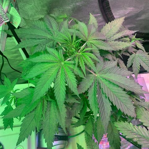 Strawberry cough #4 growlog timeline photo