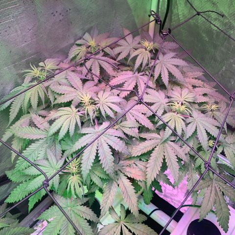Strawberry Cough #3 growlog photo: Worst showing calcium deficiency