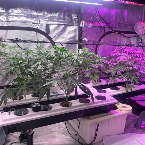 Strawberry cough #5 growlog timeline photo