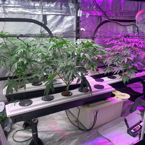 Strawberry cough #5 growlog timeline photo