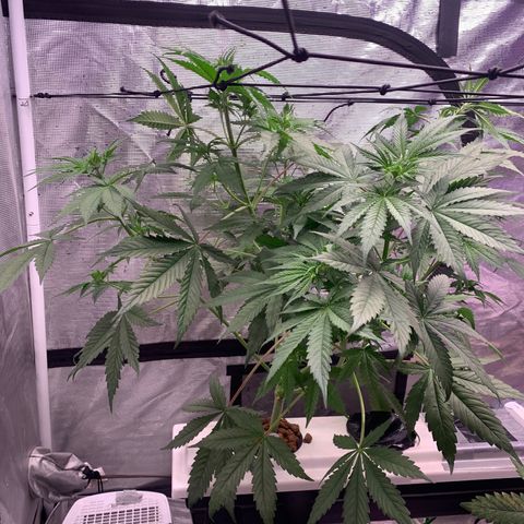 Strawberry Cough #1 growlog timeline photo