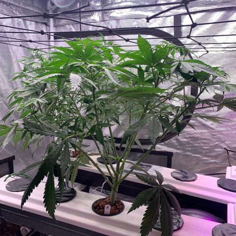 Strawberry Cough #2 growlog photo: Obvious bulge where I did the chiro. 
I feel like it would destroy the path of nutrients.  Kushman chiro branch is lagging. 
But does that make the internodal spacing closer? 