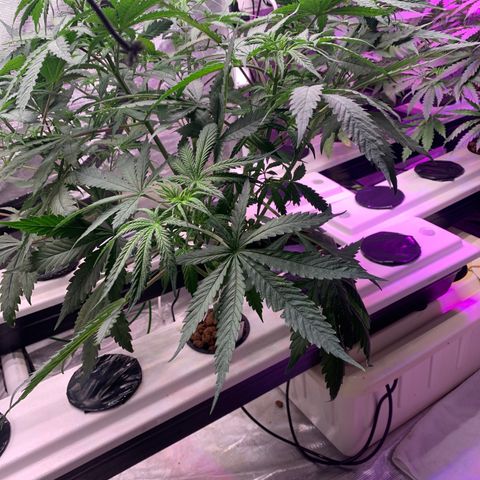 Strawberry Cough #2 growlog photo: Obvious bulge where I did the chiro. 
I feel like it would destroy the path of nutrients.  Kushman chiro branch is lagging. 
But does that make the internodal spacing closer? 