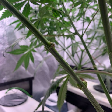 Strawberry Cough #2 growlog photo: Obvious bulge where I did the chiro. 
I feel like it would destroy the path of nutrients.  Kushman chiro branch is lagging. 
But does that make the internodal spacing closer? 
