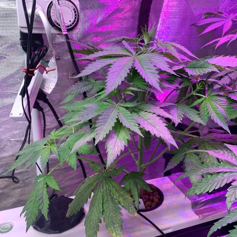 Strawberry cough #4 growlog timeline photo