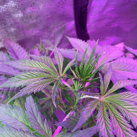 Strawberry cough #4 growlog timeline photo