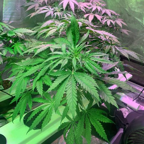 Strawberry cough #5 growlog timeline photo