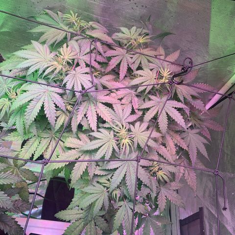 Strawberry Cough #3 growlog photo: Calcium deficiency does not look worse. 