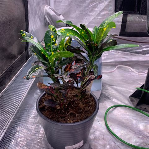 Strawberry cough #5 growlog timeline photo