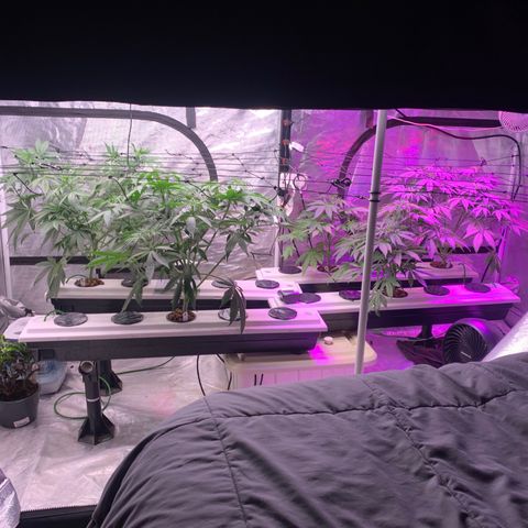 Strawberry cough #5 growlog timeline photo