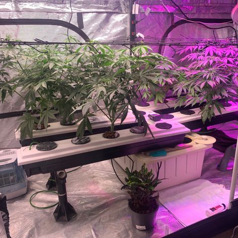 Strawberry cough #5 growlog timeline photo