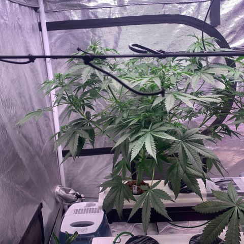 Strawberry Cough #1 growlog timeline photo
