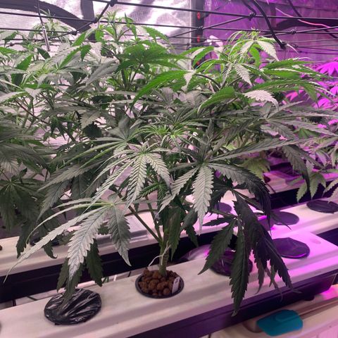 Strawberry Cough #2 growlog timeline photo