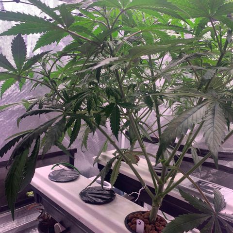 Strawberry Cough #2 growlog timeline photo