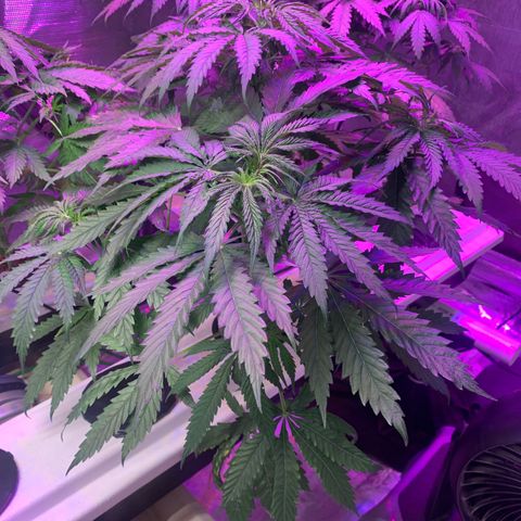Strawberry cough #5 growlog timeline photo